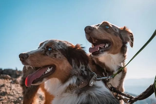 Australian Shepherd