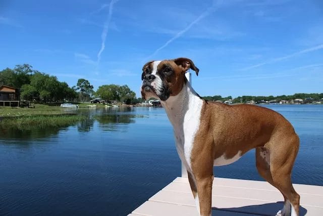Boxer dog