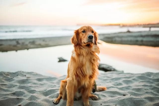 Golden-Retriever