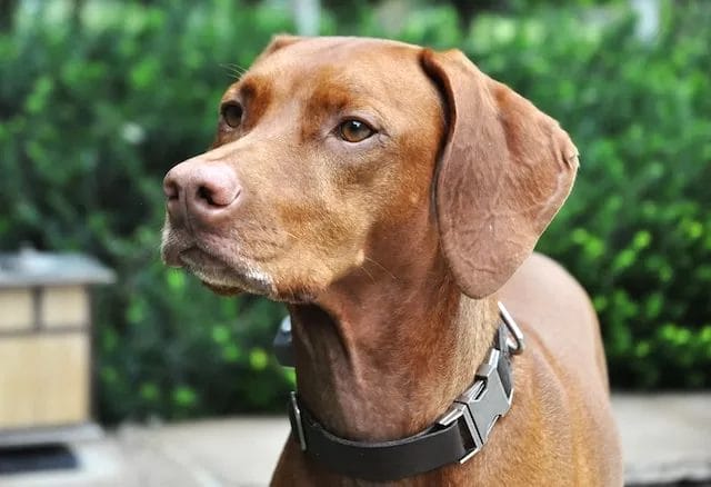 Vizsla dog